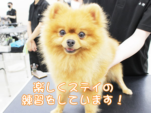 1年生が継続してステイの練習！